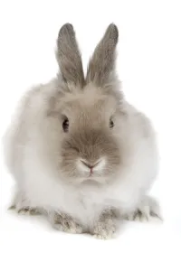White Background Pet Photography Drucke: Rabbit - Dwarf lion-head in studio