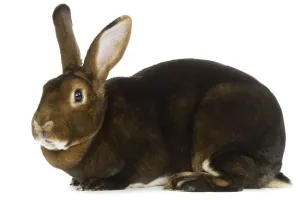 Personal Use Prints Only Drucke: Rabbit - Rex Castor