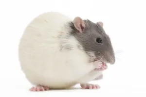 Small Pet Photography Drucke: Rat - in studio