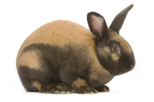 Jean Michel Labat Artist Drucke: Thuringer Rabbit - in studio Tattoo removed from ear