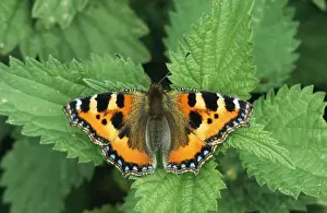 UK Wildlife Insects Drucke: Small Tortoiseshell Butterfly - on Nettle