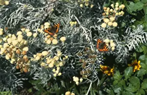 Aglais Urticae Species Drucke: Small Tortoiseshell - on senecio
