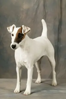 John Daniels Photography Drucke: Smooth Fox Terrier Dog