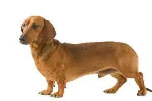 Rasiertes Dachsbrüderhund