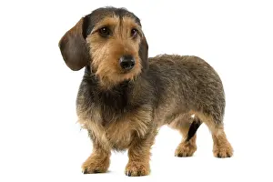 Rasiertes Deutscher Dogge