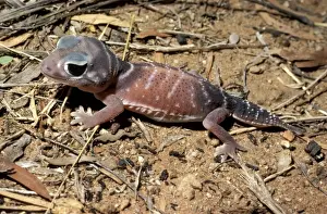 Australian Reptile Images Drucke: Smooth knob-tail Gecko
