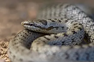 Colubridae Family Snakes Drucke: Smooth Snake