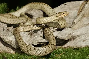 European Snake Species Drucke: Smooth Snake - pair mating