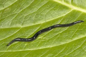 Drucke von SPH-3386 Schlangenkopf-Wurm (3 cm Länge) Standort: Garten, Cornwall, England Rhynchodemus sylvaticus Landtierart Bilder Datiert 2005 Juli: Schlangenkopf-Wurmleberwasser (3 cm Länge)