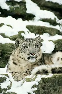 Drucke von JD-3420 SNOWLEOPARD Panthera uncia von John Daniels Bitte beachten Sie, dass Drucke nur für persönliche Anzeigezwecke gedacht sind und nicht reproduziert werden dürfen Leopard Drucke: Blaues Schneeleoparden