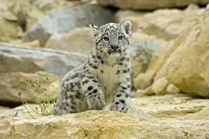 Snow Leopard Cub Drucke: Snow Leopard - cub