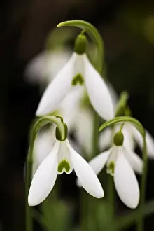 European Flower Photography Drucke: Snowdrop