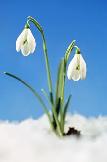 Schneebloese Zwei im Schnee