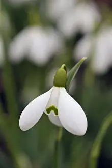European Snowdrops Drucke: Snowdrop - Galanthus Sam Arnott. A Kent garden in February. UK