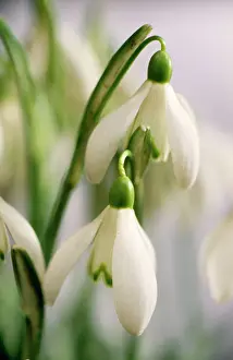 Galanthus Nivalis Images Drucke: Snowdrops Close-up