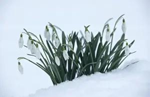 White Flowers In Snow Drucke: Snowdrops In snow