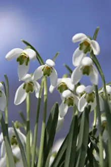 Nature Photography Prints UK Drucke: Snowdrops - UK