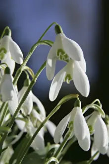 Schneebloemen im Vereinigten Königreich