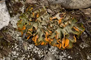 Lichens In Europe Drucke: A snowpatch lichen (Solorina crocea), occurs at high altitudes in Scotland