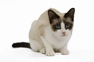Domestic Cats Drucke: Snowshoe Cat - in studio