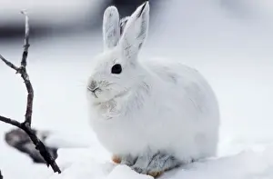 Drucke von Wat-7659 Schneehase - im Schnee Lepus americanus M. Watson Bitte beachten Sie, dass Drucke nur für persönliche Anzeigezwecke gedacht sind und nicht reproduziert werden dürfen Hase Drucke: Schneehirschhase