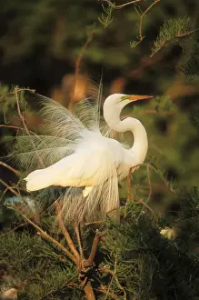 John Cancalosi Photographer Drucke: Snowy Egret