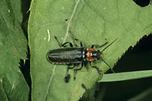 Ardea Wildlife Prints Drucke: Soldier Beetle