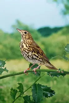 Wildlife Photography Prints Drucke: Song Thrush