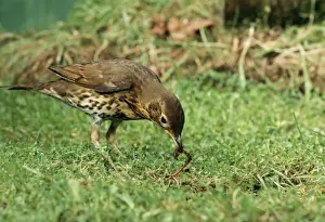 UK Birdlife Drucke: Song Thrush Pulling up worm