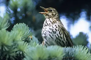 Sangschwirl (Winterling) - singt im Frühjahrzeit