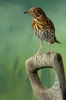 Wildlife Prints Drucke: Song Thrush On spade handle