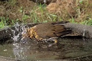 John Daniels Wildlife Photographer Drucke: Song Thrush Using bird bath