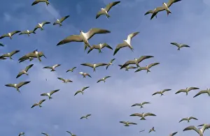 M Watson Wildlife Photographer Drucke: Sooty Tern - flock in flight