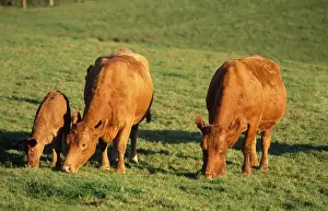 Farm Life Photography Drucke: South Devon Cattle - grazing