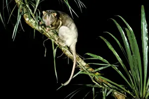 North Queensland Wildlife Drucke: Southern Common Cuscus - On tree branch, North Queensland, Australia JPF02795