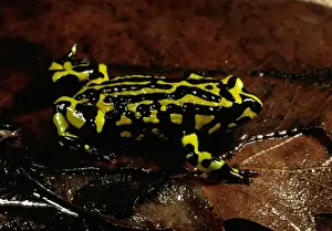 Australian Frogs Drucke: Southern corroboree frog