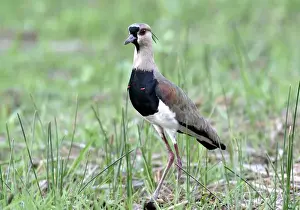 Aggressive Bird Behavior Drucke: Southern Lapwing