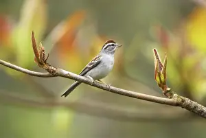 Personal Use Only Prints Drucke: Sparrow Belize
