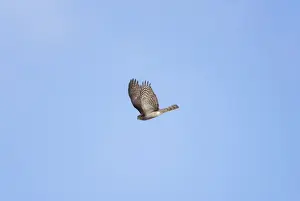Birds Flying High Drucke: Sparrowhawk - in flight - September