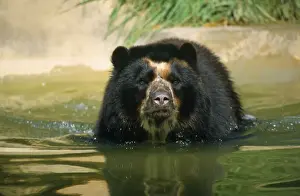 Endangered Species Art Drucke: Spectacled Bear
