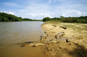 Exotic Pets For Sale Drucke: Spectacled Caiman