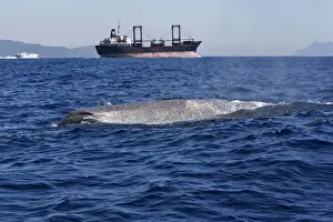 Physeter Macrocephalus Images Drucke: Sperm Whale - with cargo ship in background. The Strait of Gibraltar - Spain