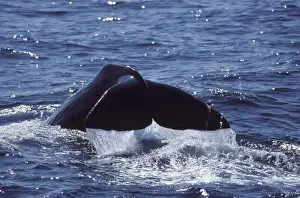 Physeter Macrocephalus Images Drucke: Sperm whale - Flukes