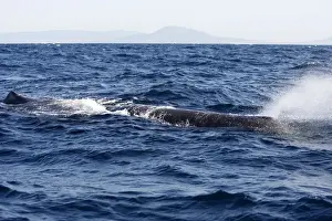 Wale des Spermaus, der Golf von Gibraltar in Spanien