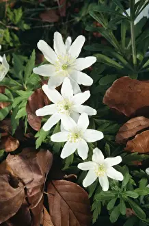 Woodland Flowers UK Drucke: SPH-269