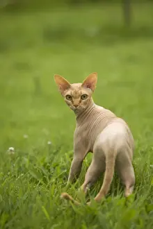 Personalized Home Decor Prints Drucke: Sphynx Cat