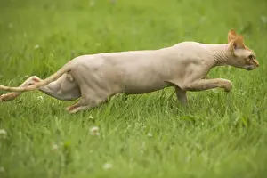 Jean Michel Labat Images Drucke: Sphynx Cat - stalking