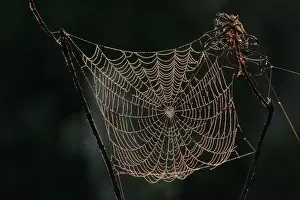 Spinne - Spinnennetz