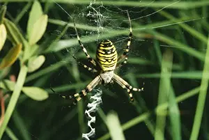 Arachnids In Europe Drucke: Spider - at web