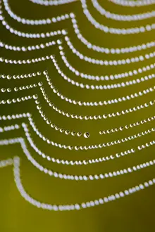 Spider Web UK Drucke: Spider's Web - with dewdrops - UK